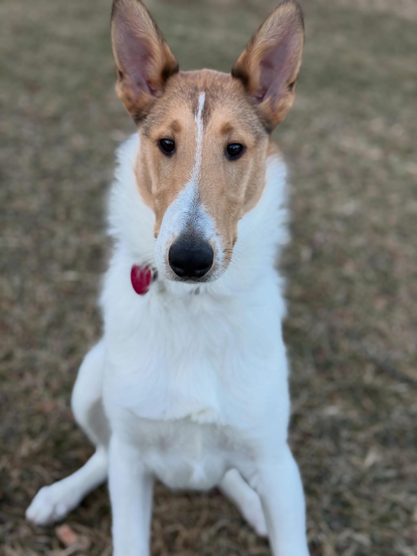 picture of a collie named Charlie