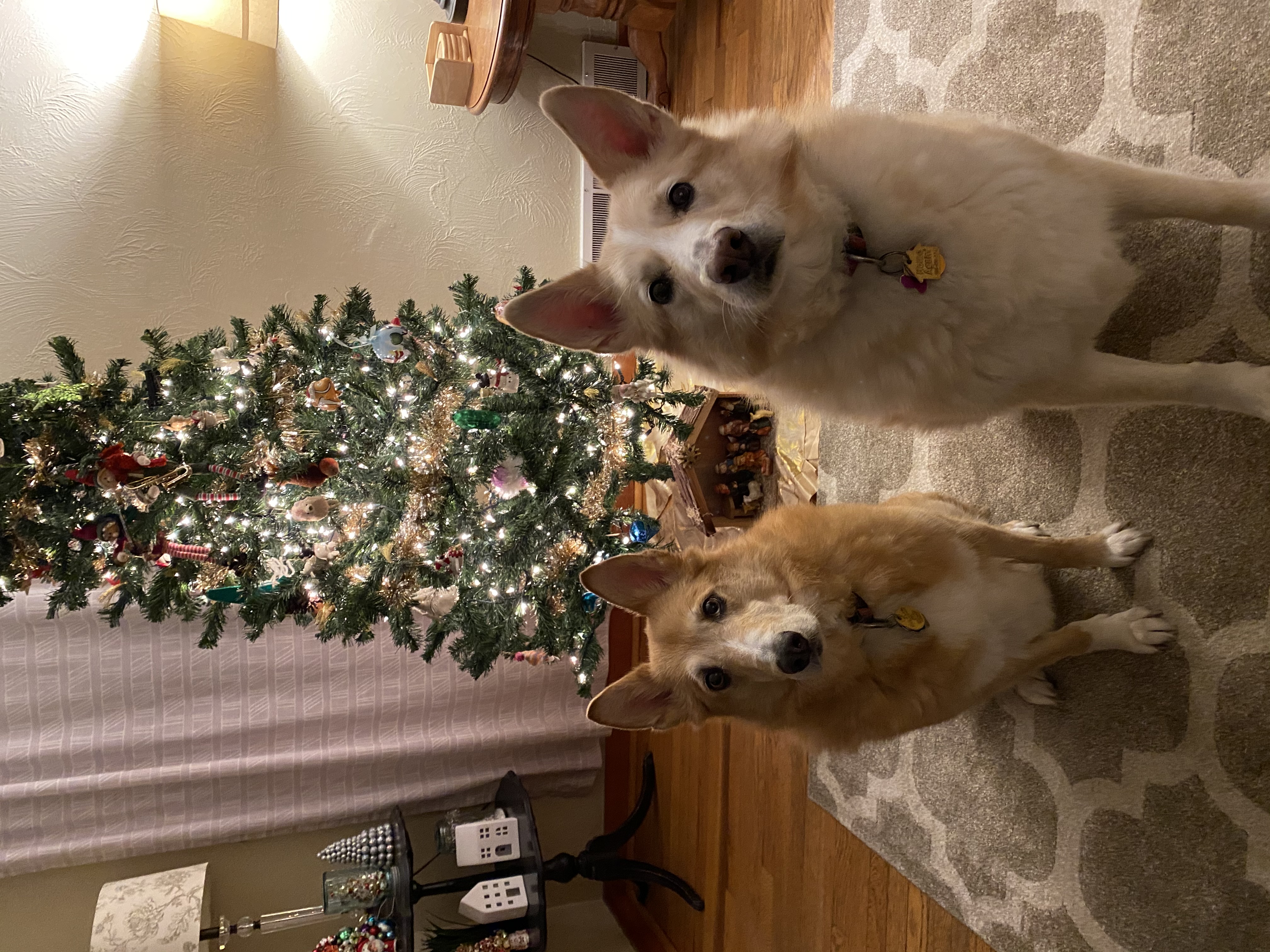 picture of Daisy and Lily at Christmas
