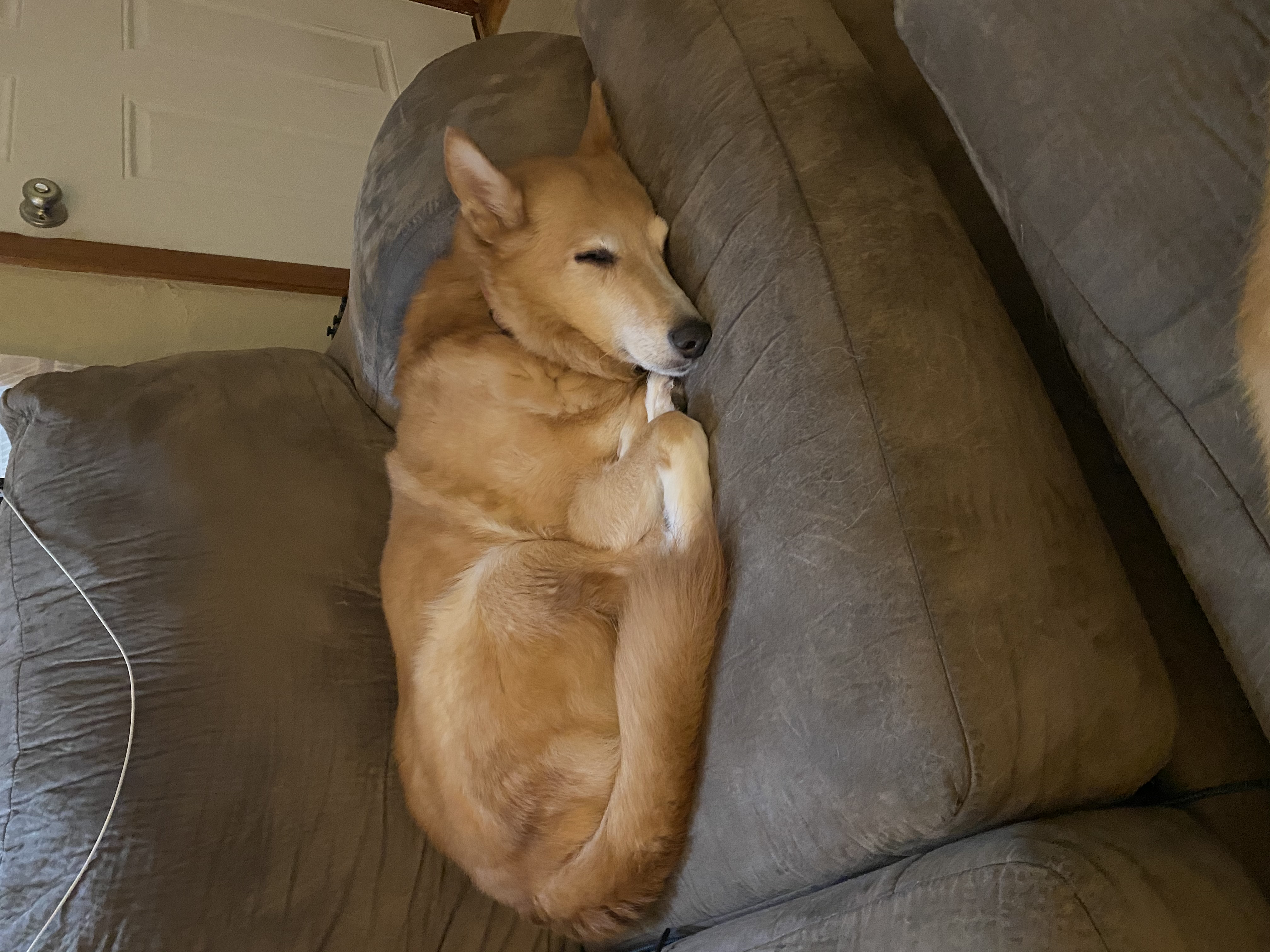 picture of Daisy sleeping