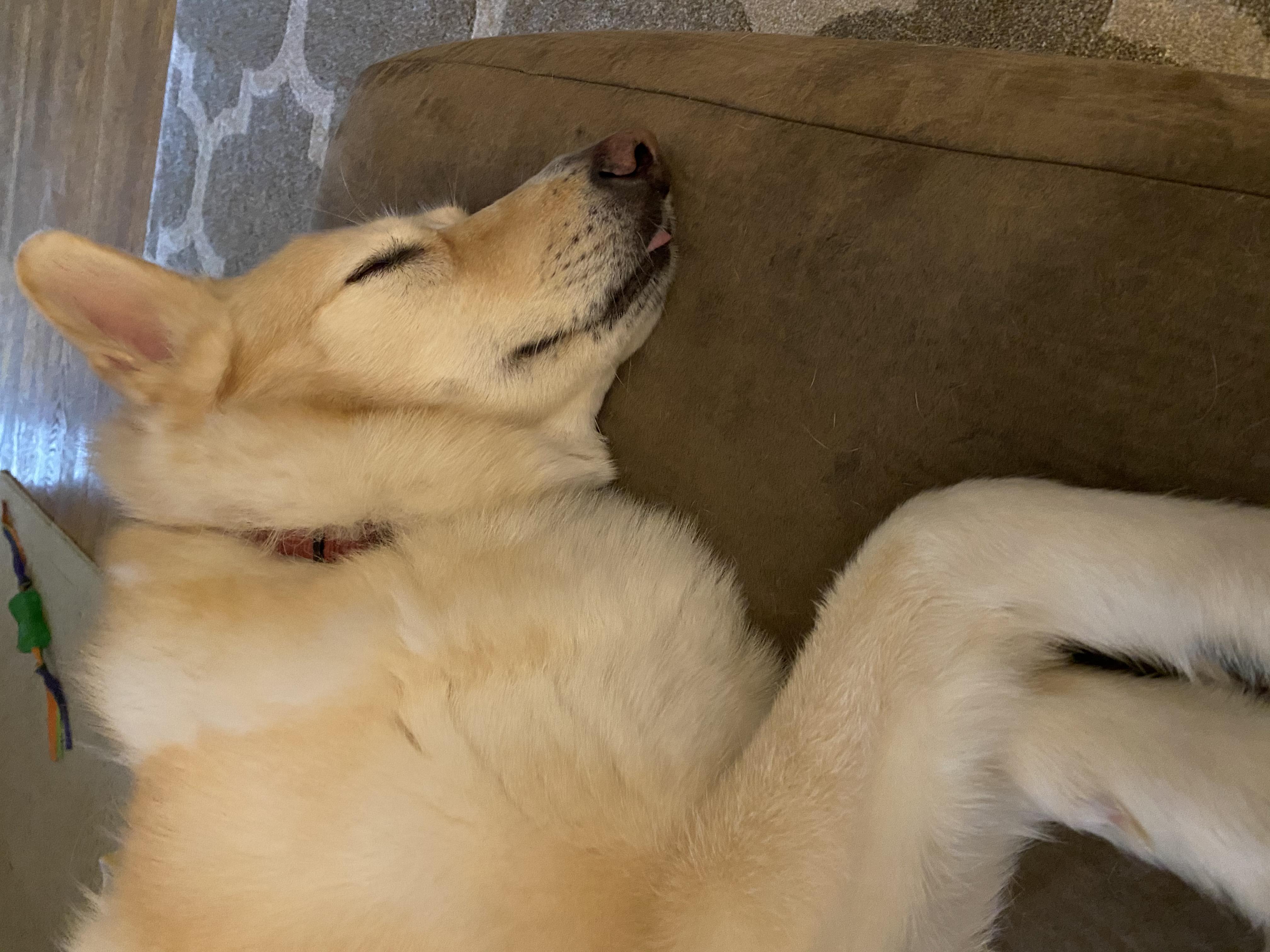 picture of Lily sleeping