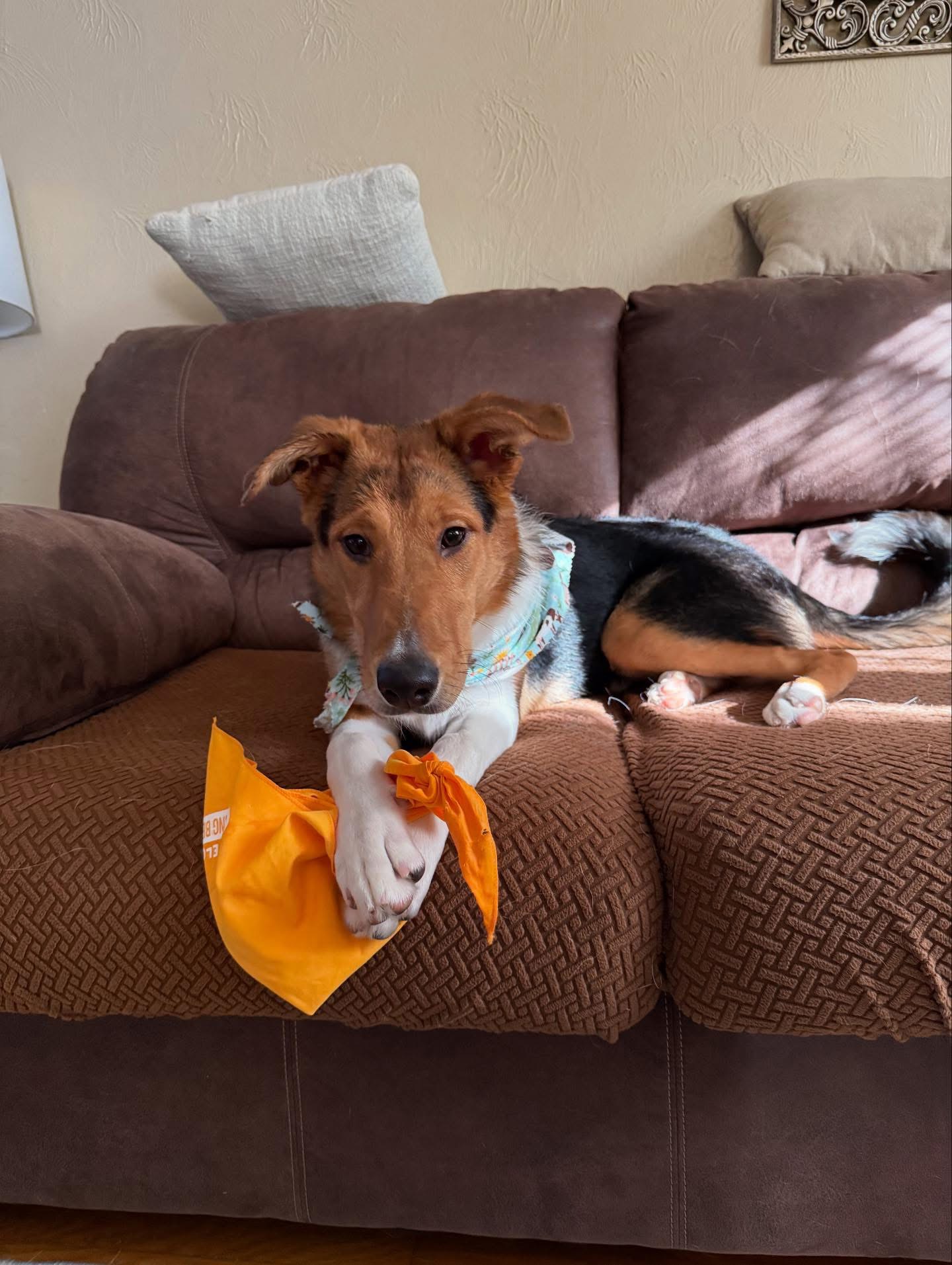 picture of a collie named Maple